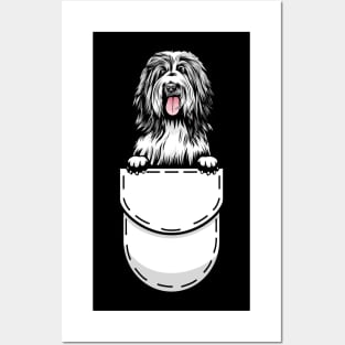 Funny Bearded Collie Pocket Dog Posters and Art